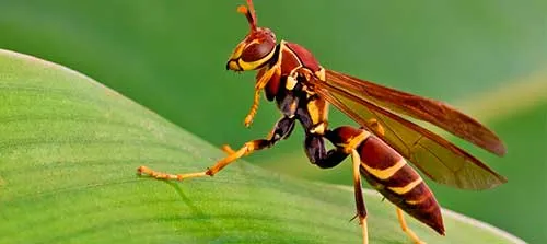  imagenes en seo onpage 